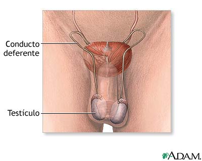 Anatomía reproductiva masculina