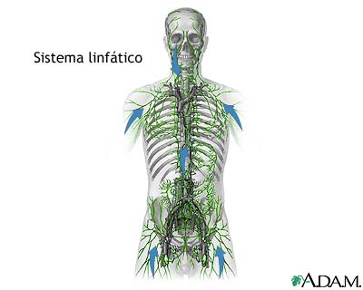 Sistema linfático
