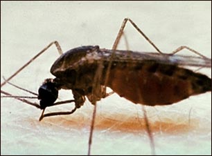 Mosquito adulto alimentándose en la piel
