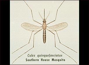 Mosquito adulto