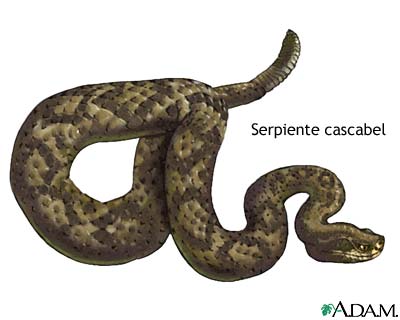 Serpiente cascabel
