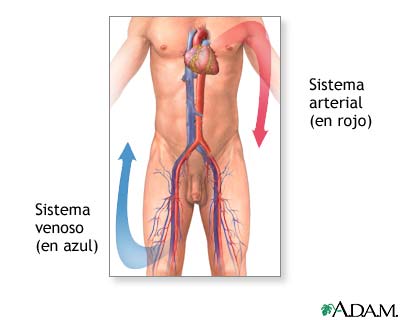 Anatomía normal