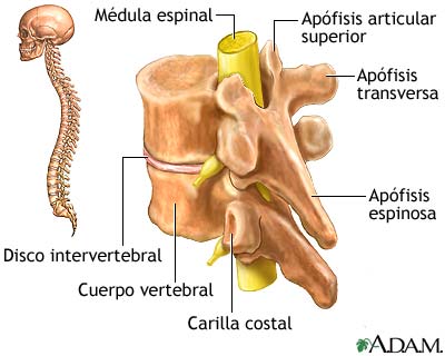 Anatomía posterior de la columna vertebral: MedlinePlus enciclopedia médica  illustración