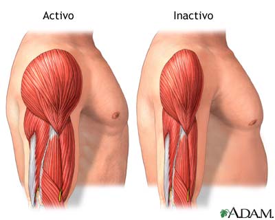 Músculo activo vs músculo inactivo