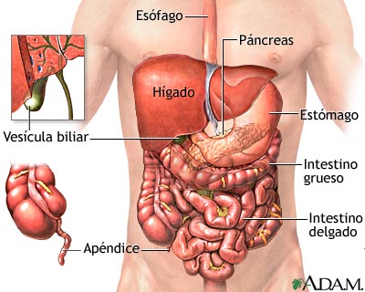 Órganos abdominales