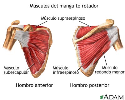 Músculos del manguito rotador