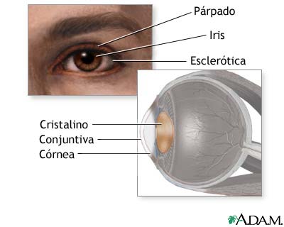 Anatomía del cristalino del ojo