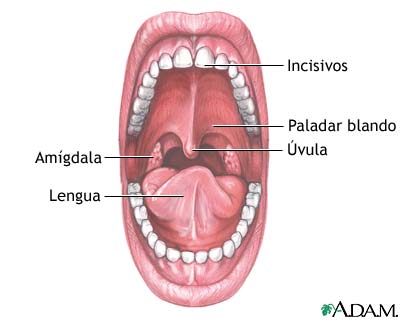 Anatomía de la boca