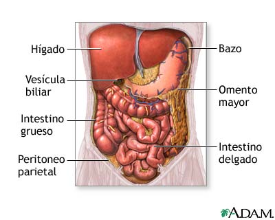 Organos abdominales