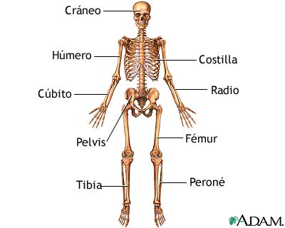 Anatomía esquelética anterior