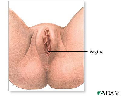 Anatomía perineal femenina