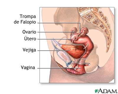 Anatomía femenina normal