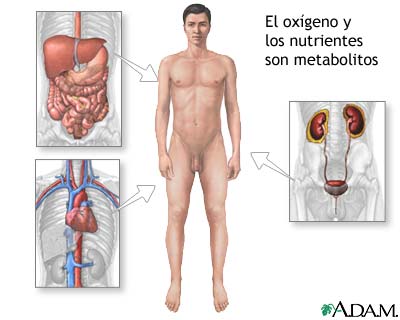 Metabolito