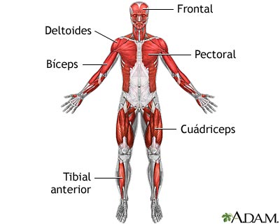 Músculos superficiales anteriores