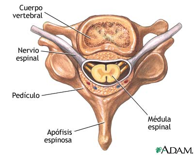 Vértebra y nervios espinales