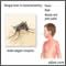 Fiebre por dengue