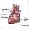 Arterias cardíacas posteriores