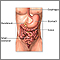 Anatomía digestiva inferior