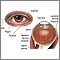 Anatomía interna y externa del ojo