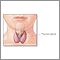 Anatomía de la tiroides en el niño