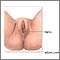 Anatomía perineal femenina