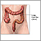 Anatomía del intestino delgado